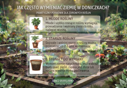 Jak często wymieniać ziemię w doniczkach?