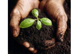 Ziemia ogrodowa uniwersalna – co to jest i do czego się nadaje